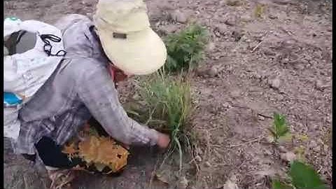 kuv tus niam tsev wb mus kaw qaib pw tim teb mam los ua hmo noj part1