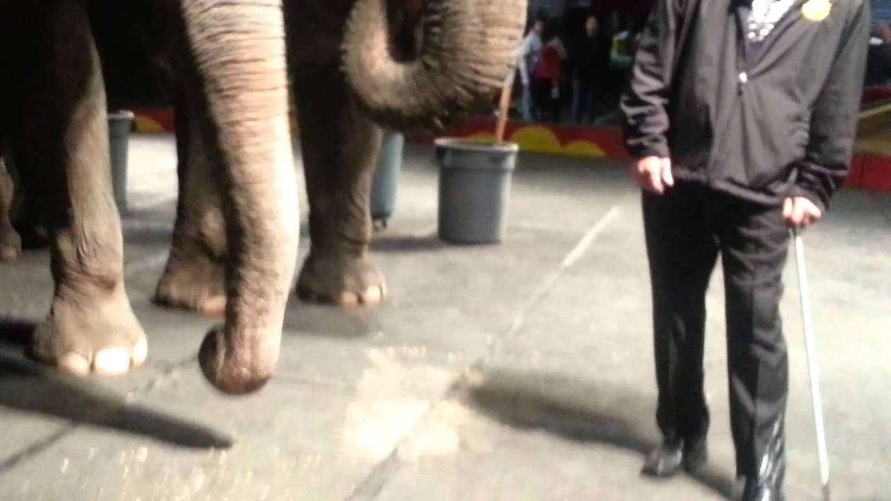 elephant eating peanuts YouTube