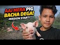 Aaj mera pig bacha dega | kitne bache bacha paunga