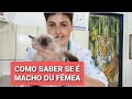 COMO IDENTIFICAR OS FILHOTES SE É GATA OU GATO