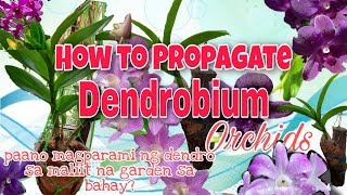 Paano magparami ng dendrobium orchids ...