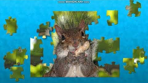 puzzle 772 Squirrel.