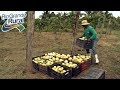 Cultivo do maracujá melhora renda de agricultores familiares 1 - Rio Grande Rural