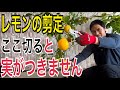 【レモン】たくさん実をつけるために切るべき３つの不要枝を解説します！【園芸】【ガーデニング】