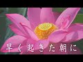 【夫婦の日常Vlog】早起きした朝の景色と空気感が好き|朝|自然|花蓮|夏|