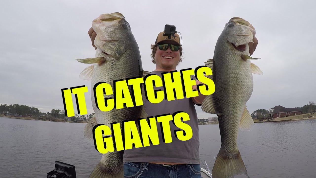 Most EFFECTIVE BAIT I've EVER SEEN!