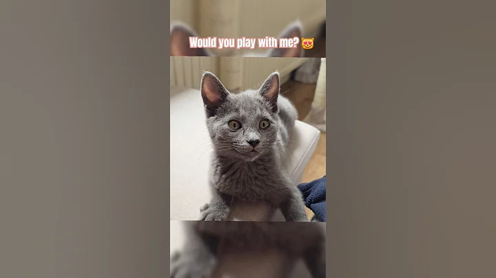 Video 9346121: russian blue kitten, meet russian blue, cat kitten