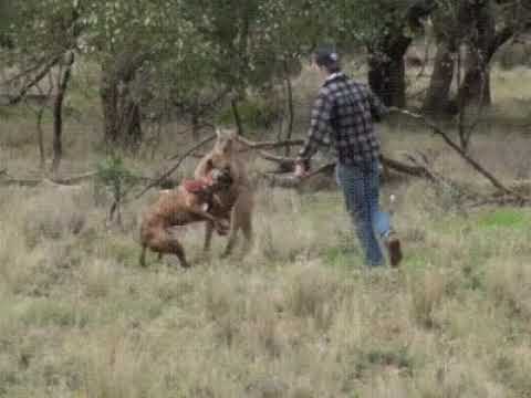 это Австралия детка