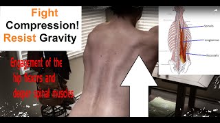 Introduction into core muscles and spine stabilization