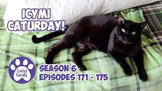 ICYMI Caturday! * Lucky Ferals S6 Episodes 171  175 * Cat Videos Compilation  Feral Kittens