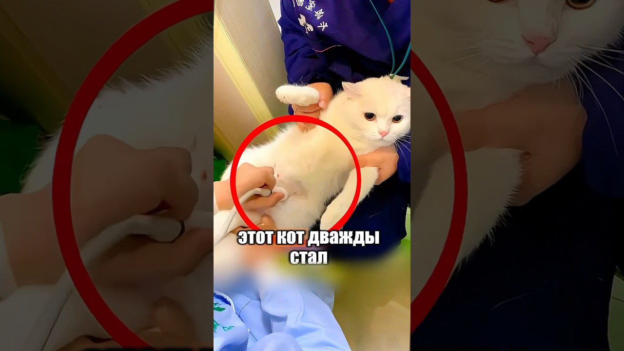 Настоящая кошачья драма 😱💔 