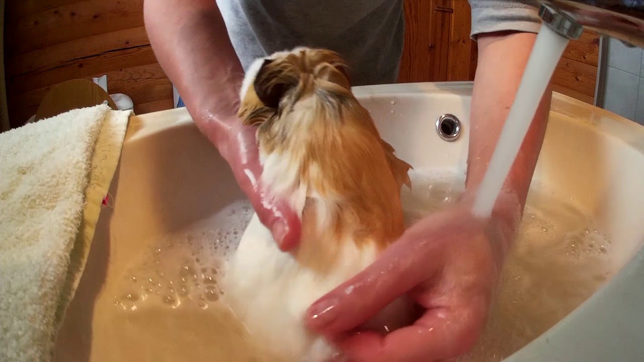 die blöden Haarlinge