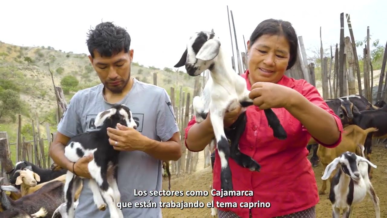 inseminación artificial en Jaén y San Ignacio