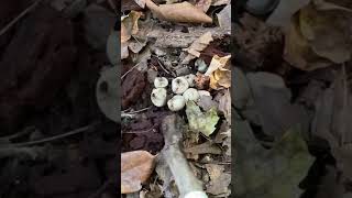 Puffball Mushrooms Releasing Spores