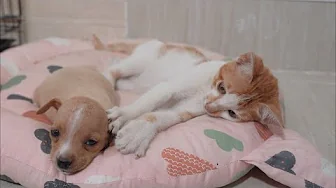 Their Puppy and Kitten have become best friends ❤️
