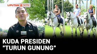 9 Kuda Milik Presiden Prabowo Bakal Warnai HUT ke-80 RI | Liputan 6