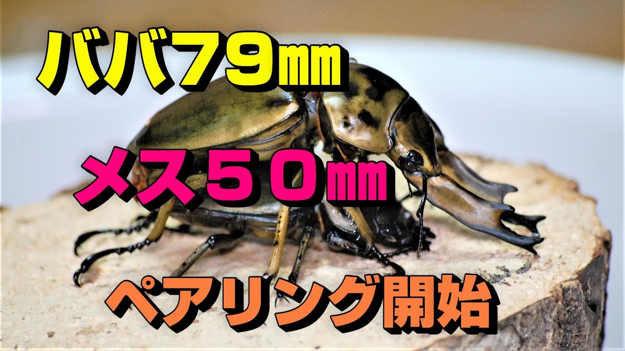 ババオウゴンオニペア ババオウゴンオニクワガタのハンドペアリングに挑戦！【クワガタ飼育