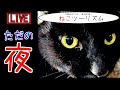 【猫と車中泊】オム