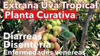 Uva Playera o Una de Playa - Una Planta Extremadamente Extraña