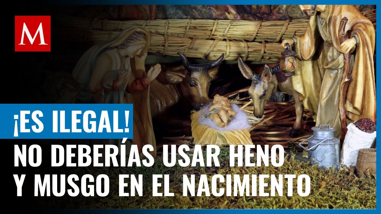 En Mérida está prohibido el uso de musgo y barba de palo en la fabricación  del pesebre - Yvke Mundial