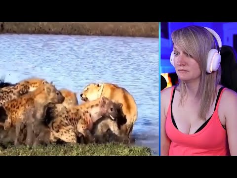 12 Times Hyenas Messed With The Wrong Animals Part 1 | Pets House