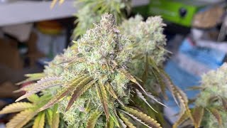 Harvest! D64F Blackberry OG CBD bred by Emerald Triangle