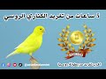 5 ساعات من تغريد عجيب لطائرالكناري الروسي 99402246 بطولة روسيا اغرب تغري
