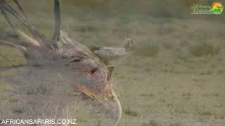 Secretary Bird - Africas Snake Stomper