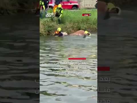 إنقاذ أبقار جرفها فيضان نهر في إيطاليا