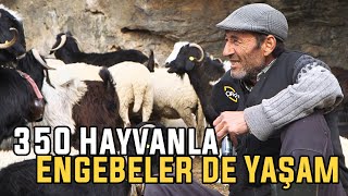 350 Hayvanla Engebeler de Yaşam