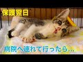 [保護翌日②]下痢ピーの子猫を病院へ連れて行ったら車内で呼吸が小刻みに…！ウイルス検査とワクチン接種はやってもらえなかったです。