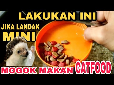 Video: Hidangan Yang Dipinjamkan: Landak Ikan Di Kubis