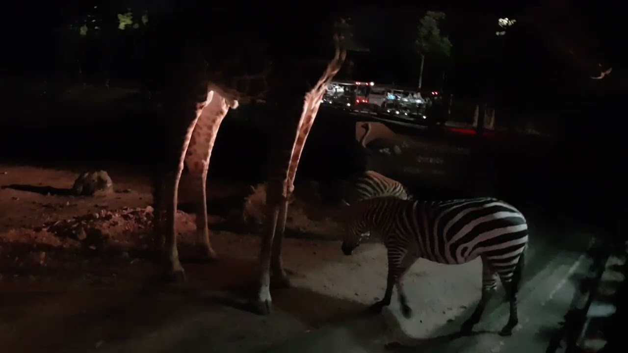 第一天  夜間動物園