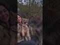 撫でられるのが大好きなとても大きな犬