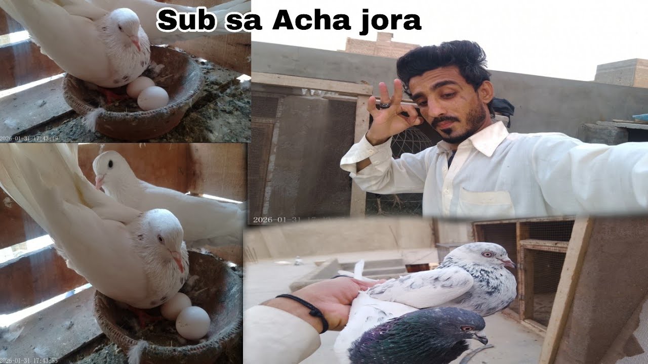 Sub Sa Acha Pair Na Anda De Diya! Surprise hua! Dosra pair kesa Laga 