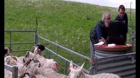 UHF Sheep reading with Alien Reader