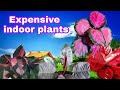 10 TRENDING EXPENSIVE HOUSE PLANTS FOR BUSINESS