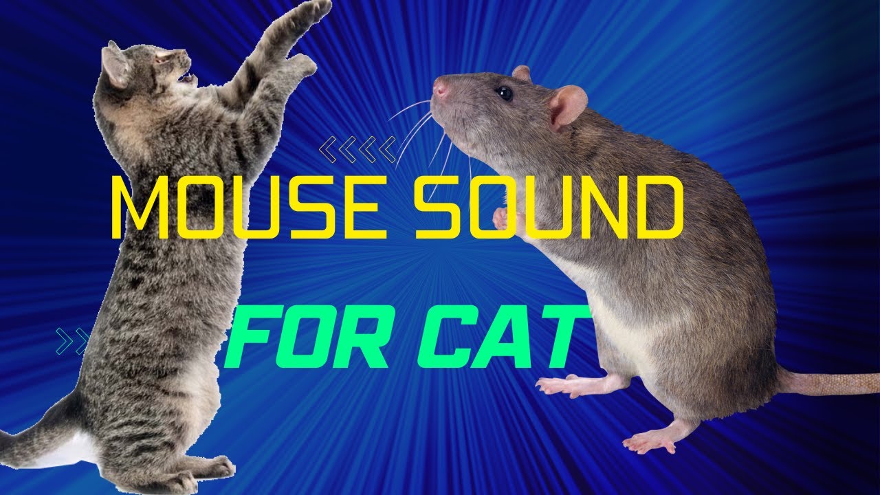 Clear mouse sound for your cat prank and lure other mice. Animals YouTube