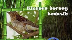 Kicau Masteran Burung Kedasih Ngoceh Kalem  - Durasi: 25:31. 