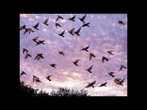 Cheb Hasni الشاب حسني راني مظلوم معك أنت