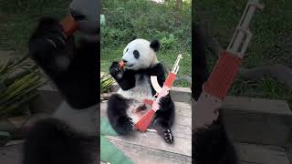 Panda Meizhu Hangs Onto Wooden Gun Tight, Tilts Its Head To Munch Bamboo Shootstotally Loving It