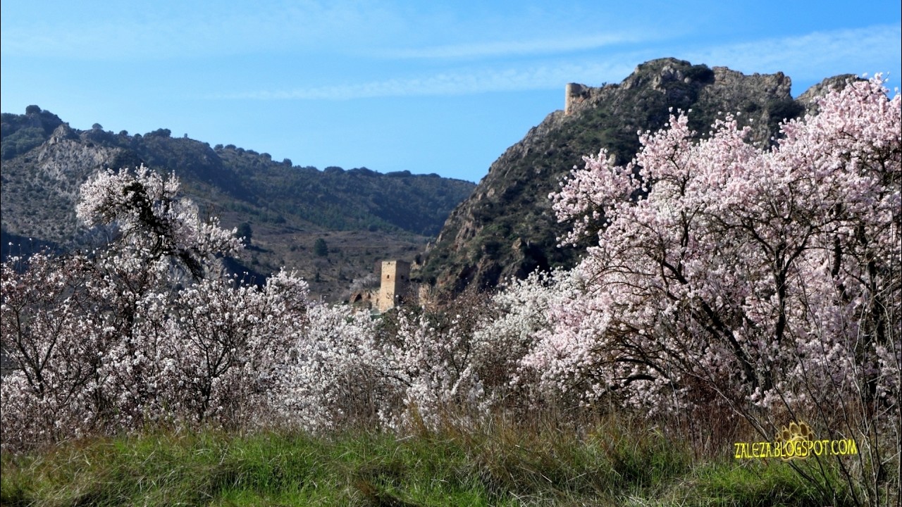 Floración de los Almendros 2026 Poza de la Sal