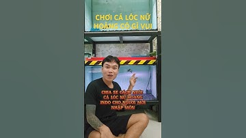 Người mới chơi cá lóc kiểng có nên chọn nữ hoàng, chúng có khó nuôi không| Cá cảnh An An #cacanhanan
