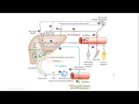 Video: Nella Somministrazione Di Ovo Leptina Influenza Il Metabolismo Dei Lipidi Epatici E L'espressione Di MicroRNA Nei Polli Da Carne Appena Nati