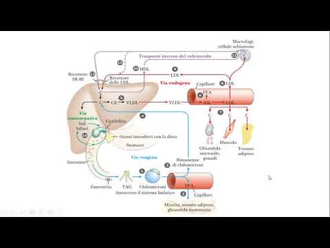 Video: Le lipoproteine fatte da grasso alimentare sono circondate?