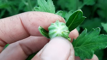 Bông cúc đại đóa tết 2022(1/12âl)theo dõi sự phát triển của nụ#ToanNguyen#0933760844