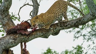 Leopard Intelligence In Hunting | Animals Summary