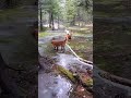 Goldens exploring our wet lands. March 3, 2023 #goldens #goldenretrieverpuppies