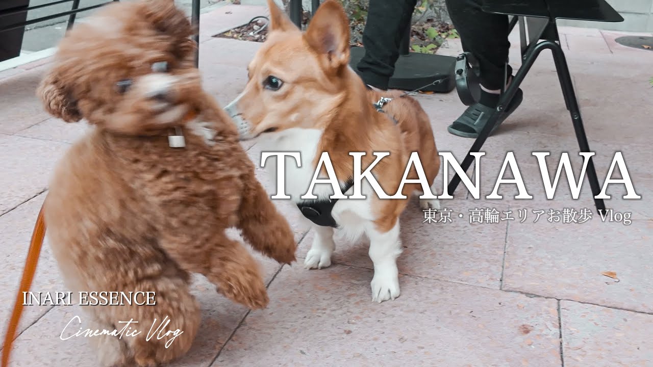 高輪さんぽ｜愛犬と行ける上質カフェ 2選｜お寺 路地裏を巡る｜30代 独身 × トイプードル いなり｜お気に入りの器でお茶タイム【4K Cinematic Vlog】