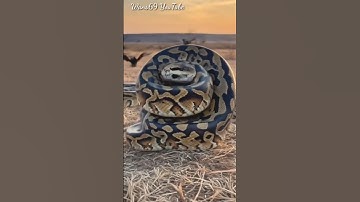 Ball Pythons in the Wild! #snake #shorts #ai